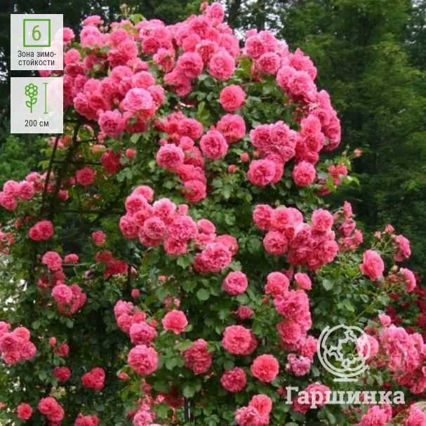 Роза розариум ютерсен: описание и характеристики, особенности выращивания плетистого сорта + отзывы садоводов, фото