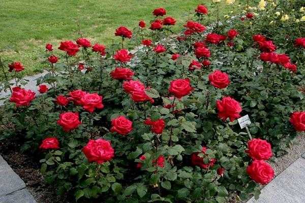 Миниатюрный полиантовый сорт розы морсдаг: что это за цветок, как выращивать