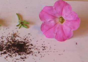 Как вырастить рассаду петунии в домашних условиях пошаговая инструкция фото видео