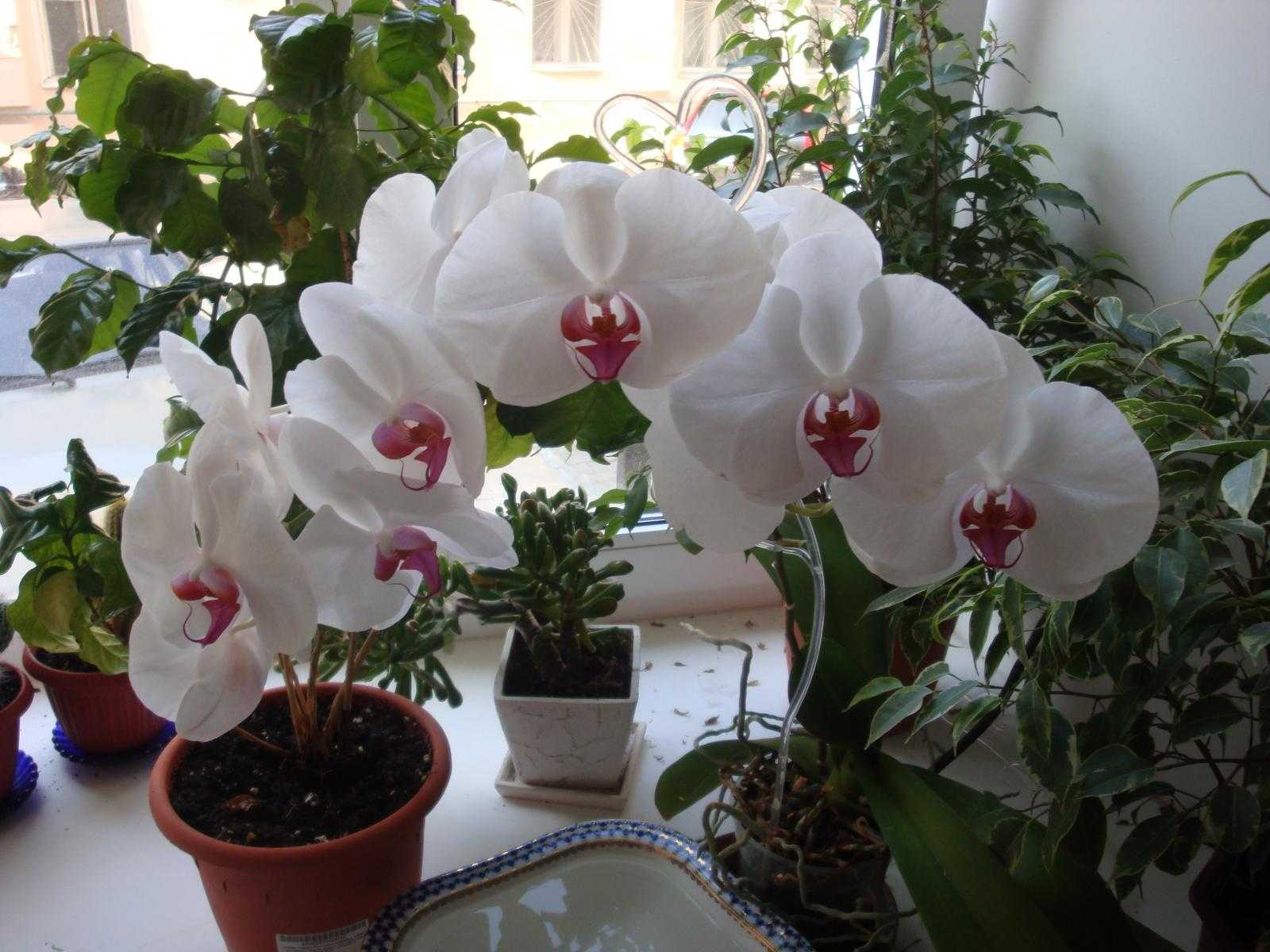 Как вырастить орхидею из черенка в домашних условиях: технология, необходимые инструменты и возможные трудности
