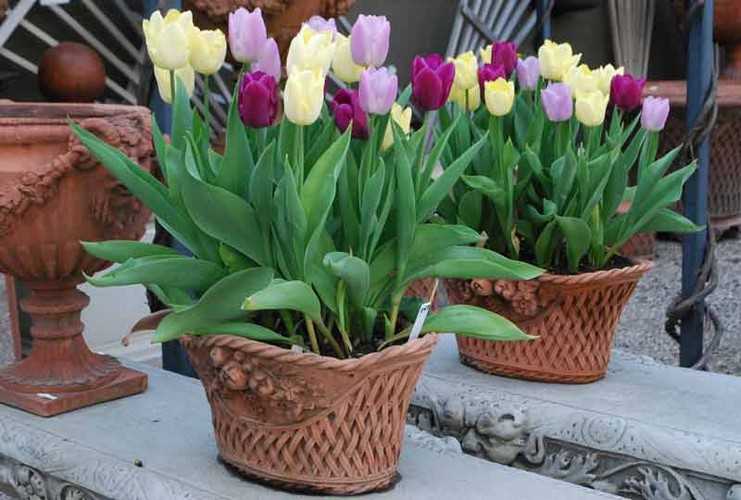 Когда посадить тюльпаны к 8 марта в домашних условиях, в теплице выгонка тюльпанов