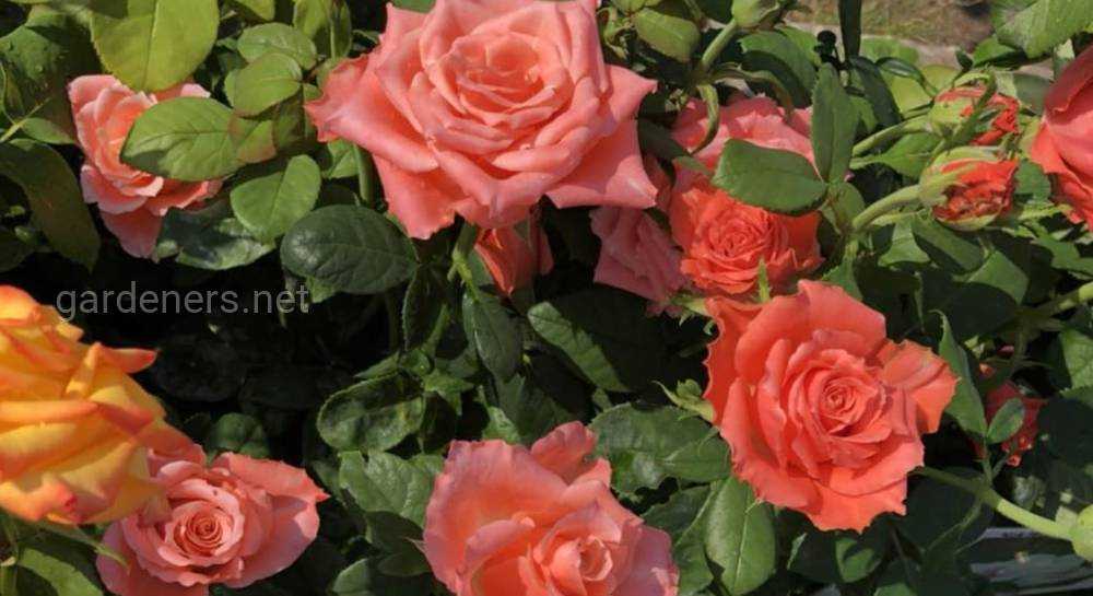 Роза абракадабра: описание и фото сорта, история возникновения, цветение и использование в ландшафтном дизайне, пошаговая инструкция по уходу, способы размножениядача эксперт