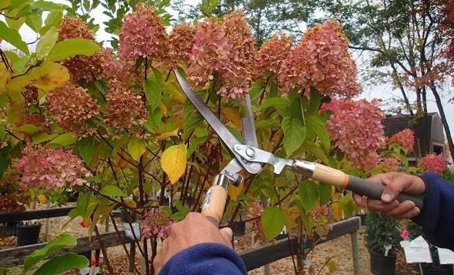 Как обрезать гортензию осенью: как подготовить цветок к зиме