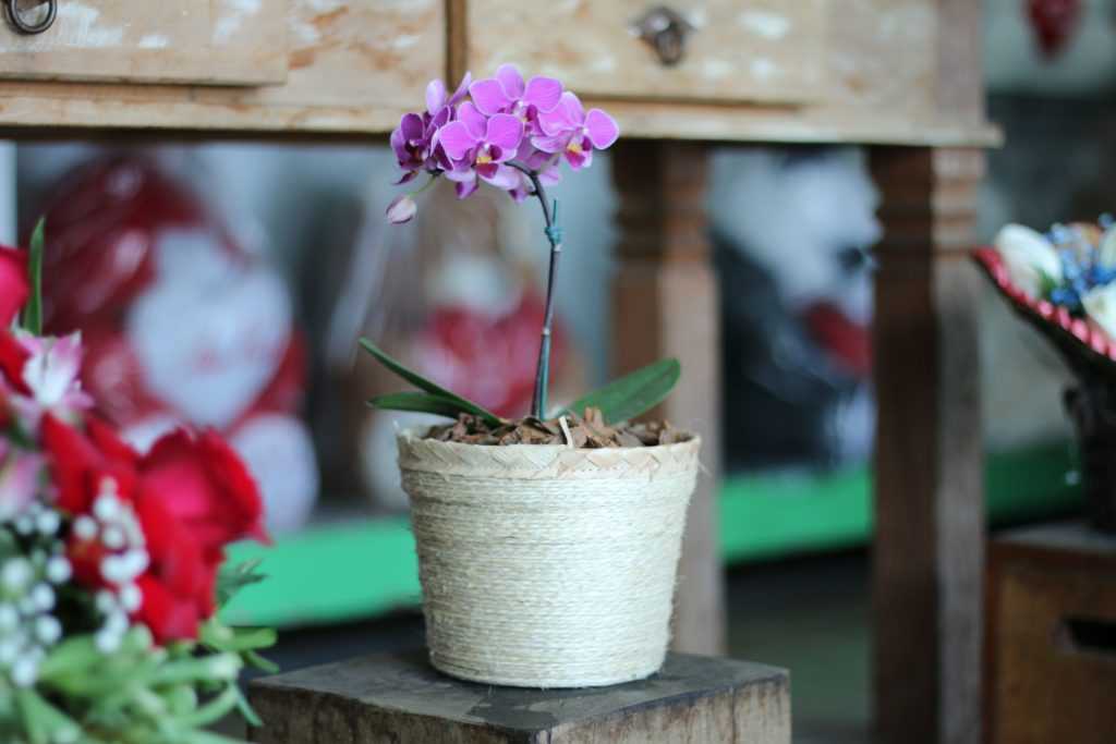 Орхидея фаленопсис: уход в домашних условиях, пересадка, размножение и правила пересадки - sadovnikam.ru