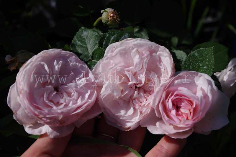 Розы остина — потрясающий каталог с фото замечательных сортов роз