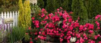 Лучшие зимостойкие сорта роз, цветущие всё лето и особенности их выращивания