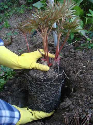 Выращивание древовидного пиона: посадка, размножение и уход в открытом грунте
