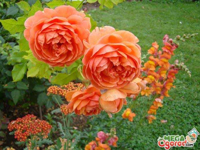 Пионовидная роза: что это такое и как называется, а также фото кустового цветка, белые, красные, бордовые сорта джульетта и другие, размножение и уход за саженцамидача эксперт