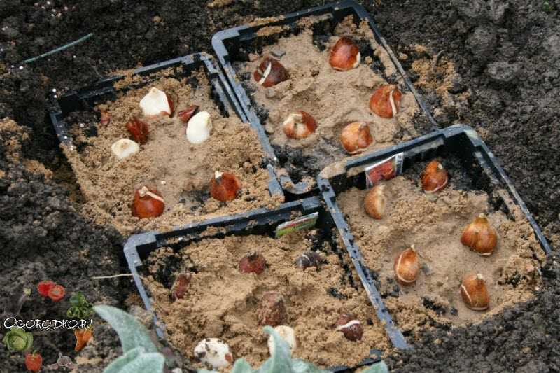 Посадка тюльпанов весной (26 фото): в каком месяце можно высаживать луковицы в открытый грунт? как ухаживать и чем удобрять?