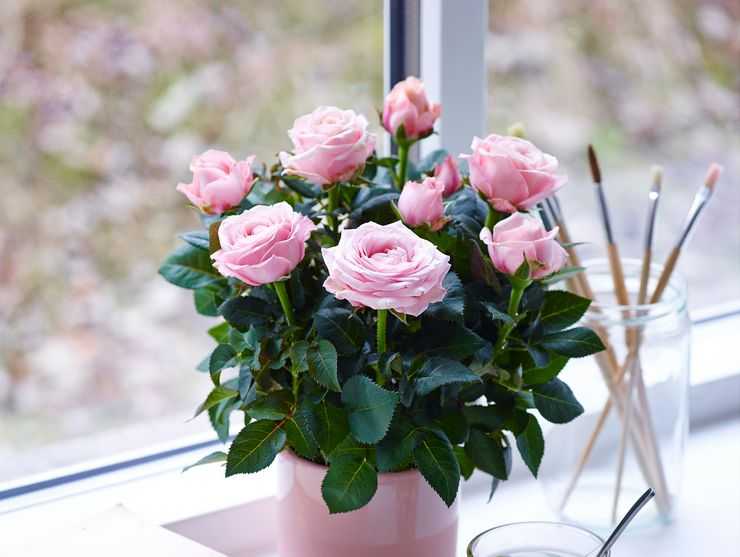 Очаровательная мини-роза в горшочке: описание, происхождение и правильный уход в домашних условиях