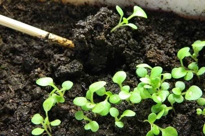 Выращивание петунии из семян в домашних условиях Как вырастить рассаду Подготовка почвы, пикировка рассады и формирование цветка Популярные сорта и гибриды