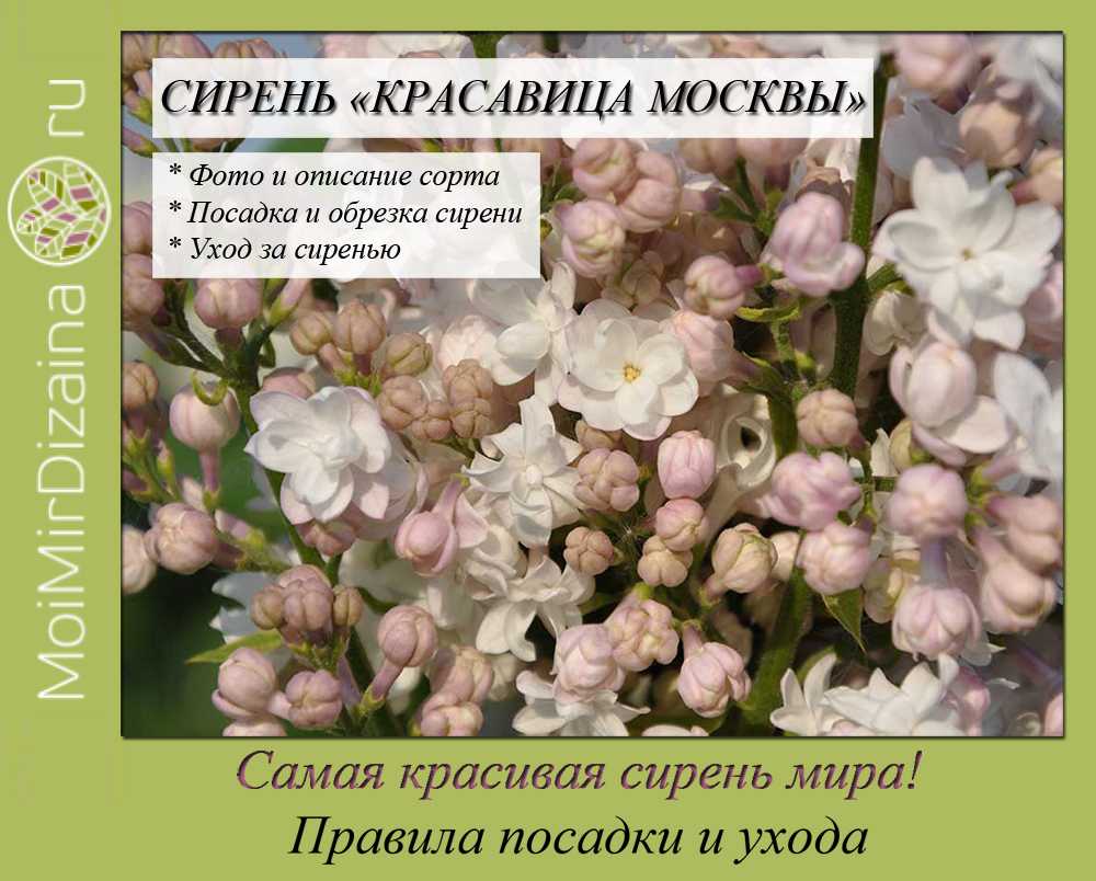 Яблоня красавица москвы: фото и описание нового сорта, а также отзывы о нем