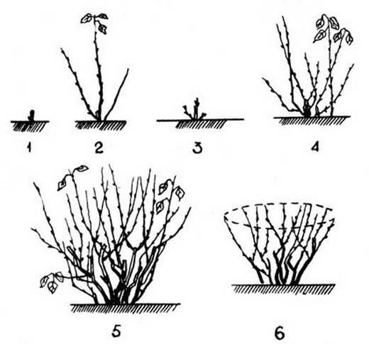 Как обрезать чубушник (садовый жасмин) после цветения
