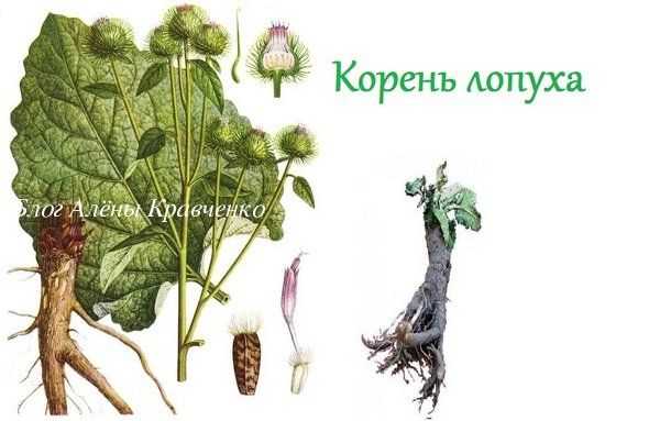 Рододендрон кавказский: лечебные свойства и противопоказания, фото и как правильно заваривать
