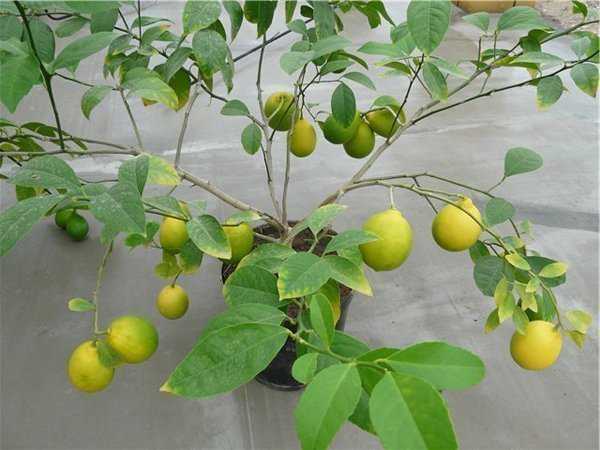 Узбекский (ташкентский) оранжевый лимон - чем отличается от обычного, как вырастить в домашних условиях