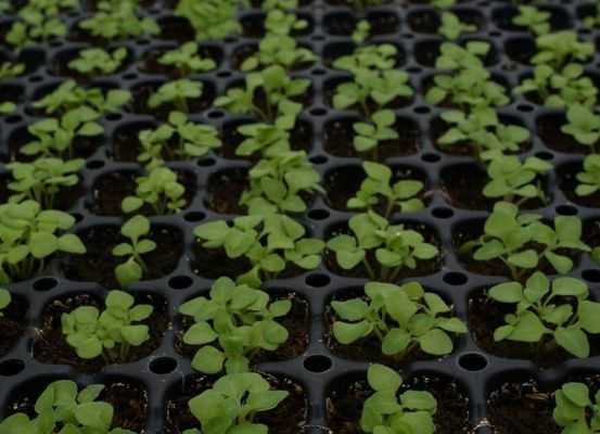Настурция — выращивание из семян и когда сажать на рассаду для 2021 года