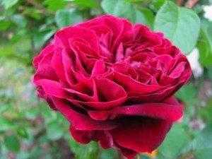 О розе оливия роуз (olivia rose): описание и характеристики сорта роз остина