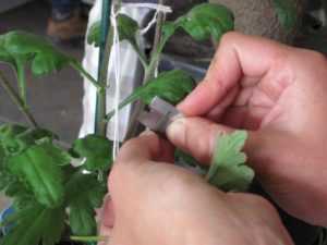 Инструкция для начинающих цветоводов: как укоренить розу из букета в домашних условиях