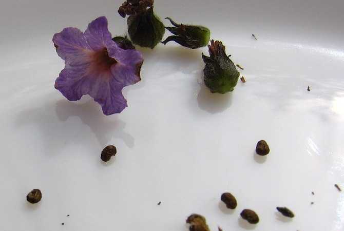 Гелиотроп цветок: посадка и уход в открытом грунте, выращивание из семян