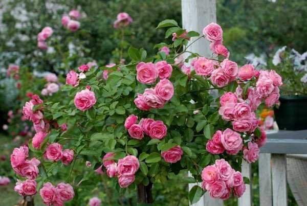 Роза госпел: описание сорта и характеристики, правила посадки и выращивания