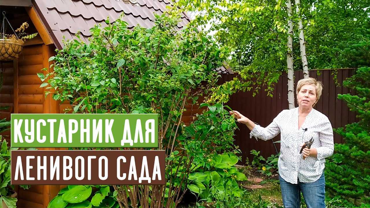 Чубушник (94 фото): описание садового жасмина. почему кустарник не цветет? растение чубушник виргинский и другие сорта для сибири и других мест