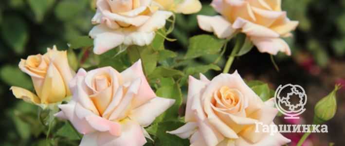 Наиболее ароматные сорта роз с фото и описанием
наиболее ароматные сорта роз с фото и описанием