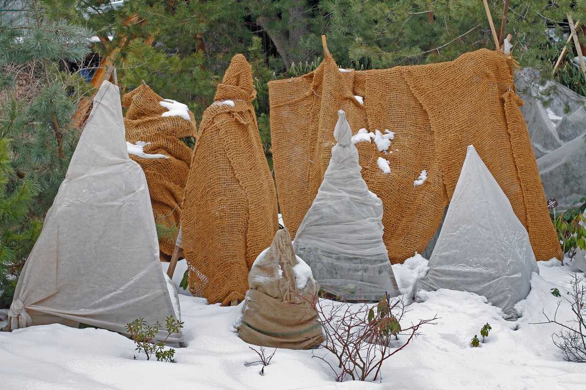 Рекомендации по подготовке вейгелы к зиме: подкормка, обрезка, полив, мульчирование Способы укрытия на зиму Снятие защиты весной