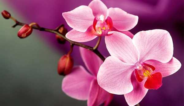 Каких цветов бывают орхидеи? 29 фото описание бордовых и оранжевых, лимонных и других цветов орхидеи. как покрасить орхидею в домашних условиях?