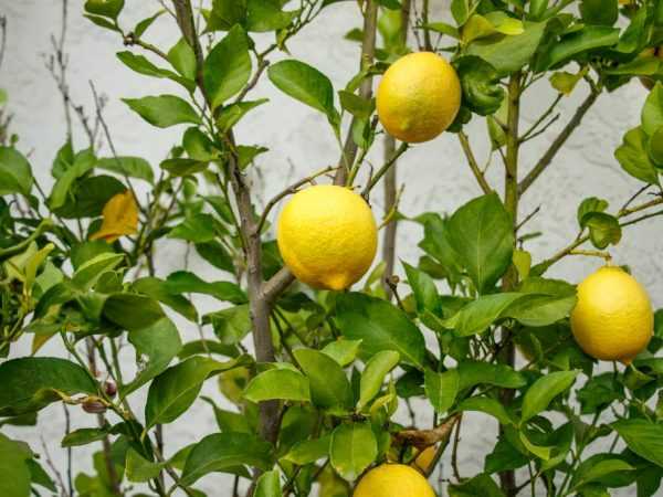 Болезни лимона домашнего — причины и лечение - pocvetam.ru