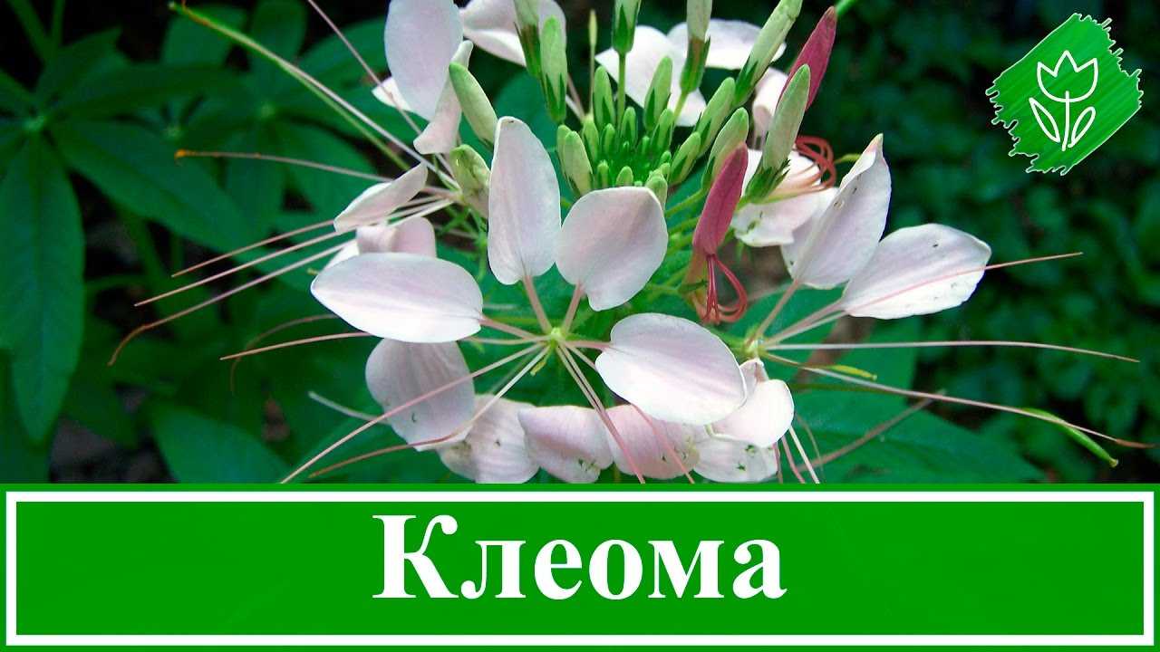 Клеома: фото цветов, особенности ухода и выращивания, советы