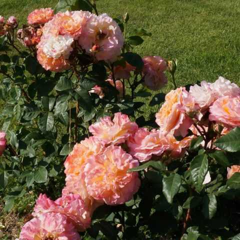 Роза августа луиза