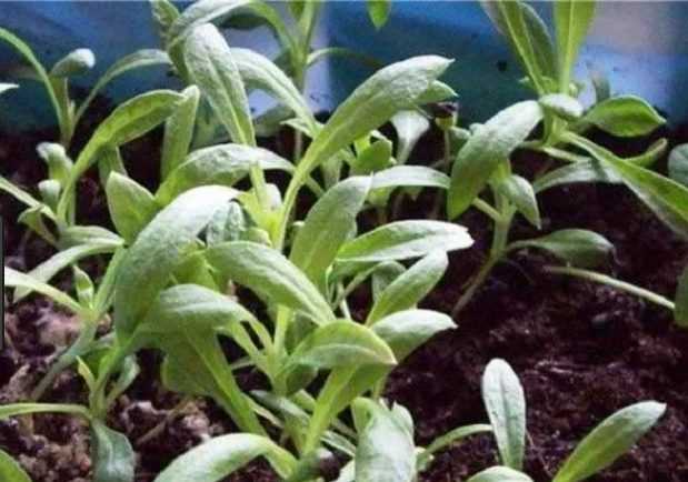 Однолетний флокс друммонда: выращивание из семян, посадка и уход, цветение до поздней осени