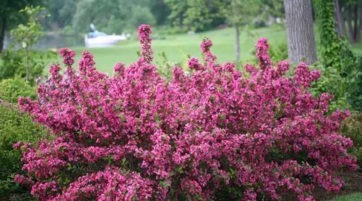 Вейгела (70 фото): описание кустарника, вейгела розовая, ранняя и другие, цветок в ландшафтном дизайне. какую почву любит?