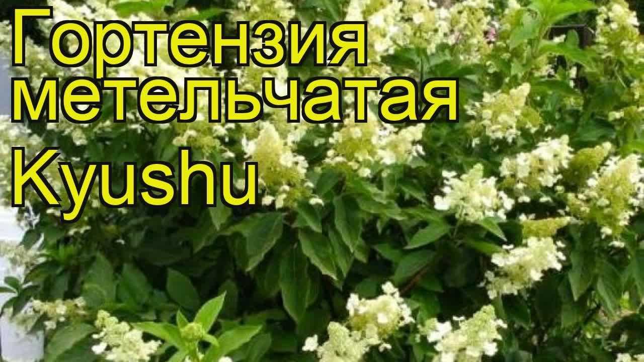 Гортензия киушу (kyushu) — описание сорта метельчатой гортензии