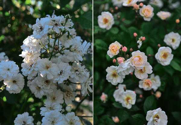 Плетистые розы: правила посадки, выращивание, уход и удобрения