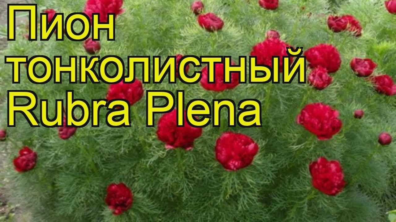 Доклад о пионе тонколистном (paeonia tenuifolia)