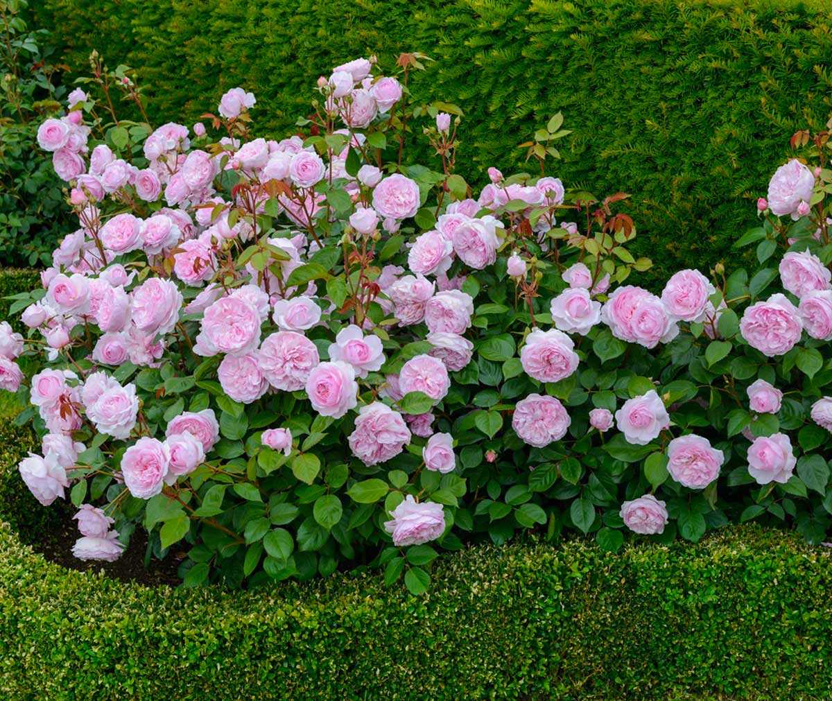 Какие цветы можно посадить с розами на клумбе фото