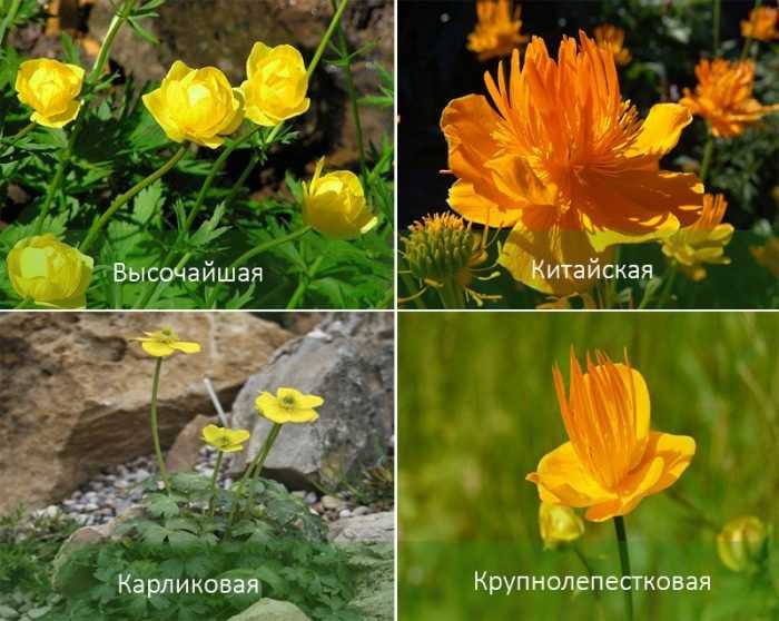 Цветок «купальница»: фото и описание, виды растения