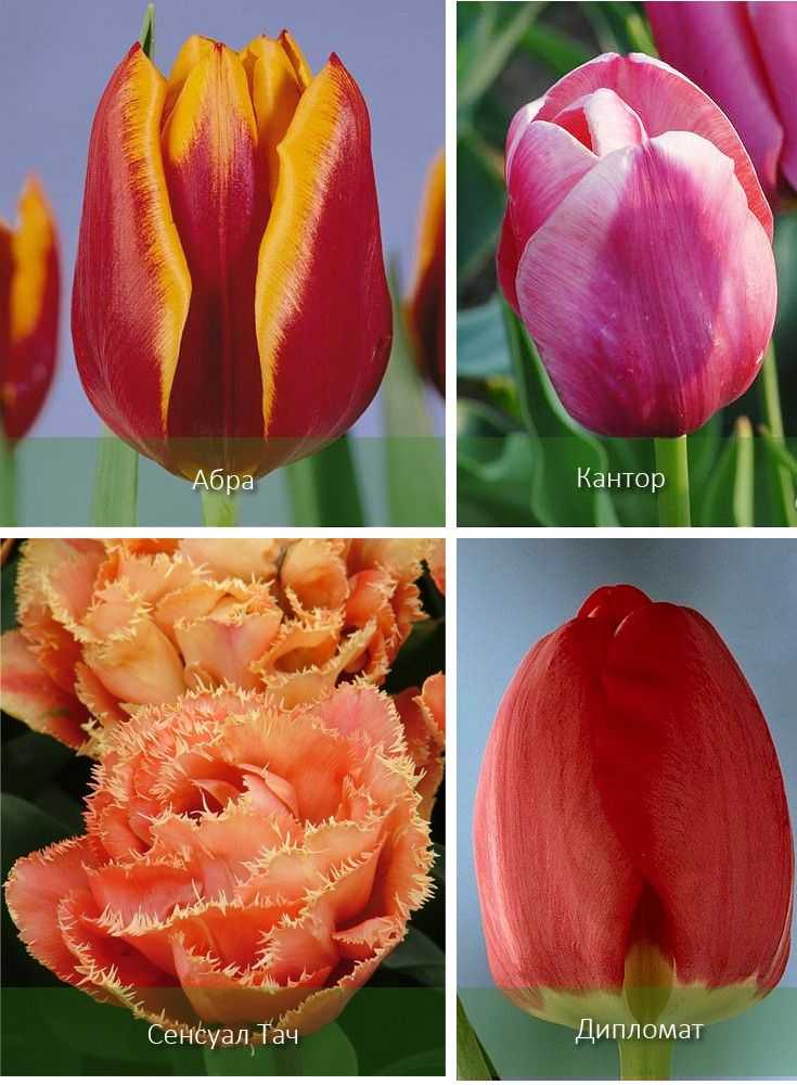 Как вырастить тюльпаны к 8 марта в домашних условиях