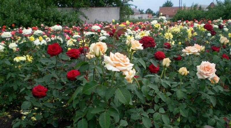 Посадка и выращивание роз весной в сибири + выбор зимостойких сортов