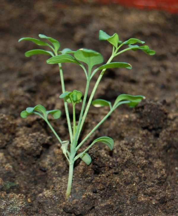 Дармера: выращивание и уход