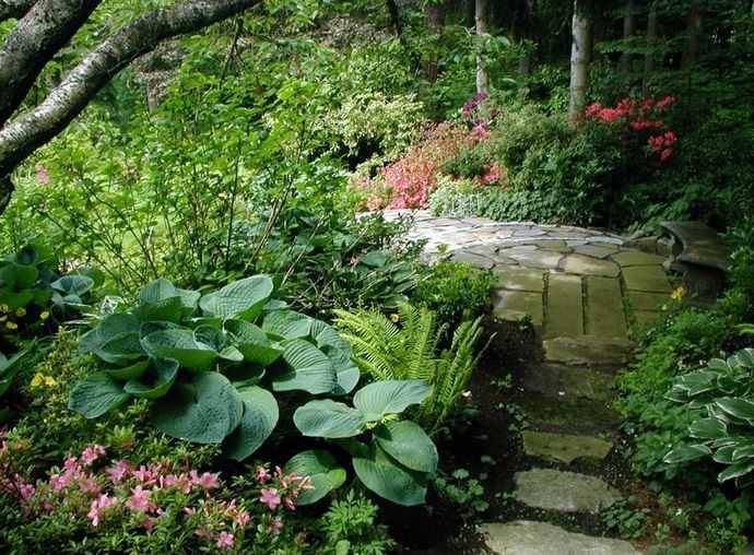 Хоста – выразительный декор вашего сада