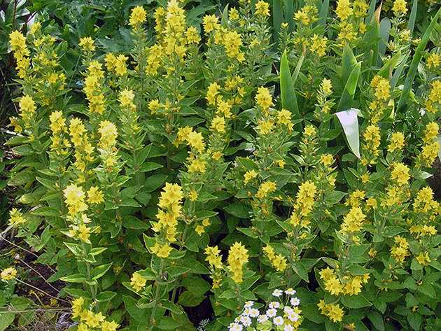 Вербейник – многолетнее травянистое растение для открытого грунта: фото, описание, выращивание, посадка и уход за цветком