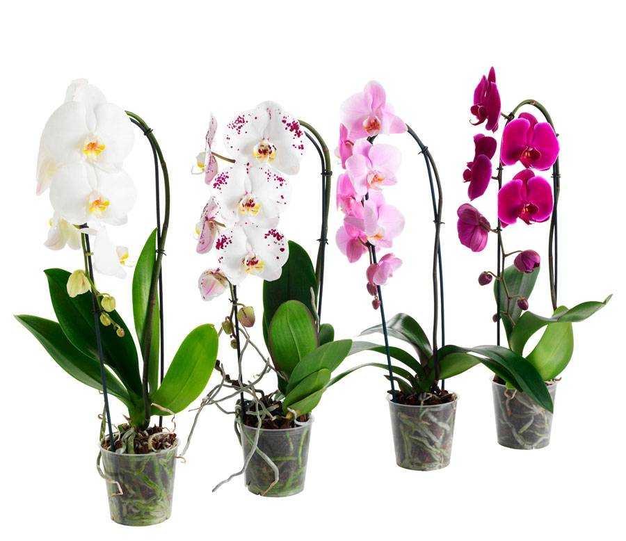 Рассказываем, как правильно поливать орхидею в домашних условиях