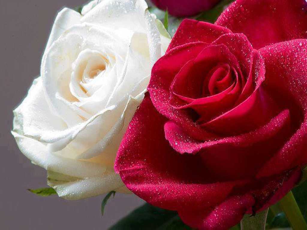 Роза куин элизабет: 7 особенностей сорта, посадка и уход