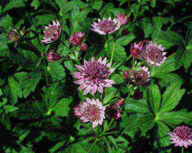 Крупная астранция (astrantia major): выращивание цветка - молочай