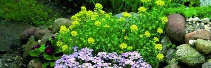 Цветы арабис: фото растений с описанием, посадка семенами и уход за цветами