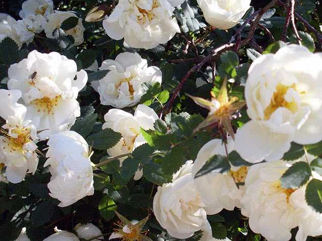 Роза морщинистая или роза ругоза: посадка, уход и выращивание в открытом грунте