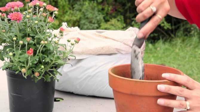 Как размножить хризантему черенками в осенний период самостоятельно