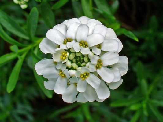 Иберис зонтичный (36 фото): выращивание цветов из семян. когда лучше сажать? описание белых сортов, «гранатовый лед» и «лилициана»